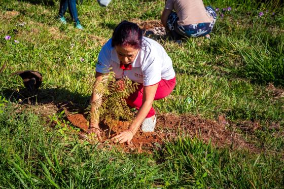 Prefeitura inicia nova fase do Arborizando Paraíso